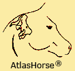 AtlasHorse